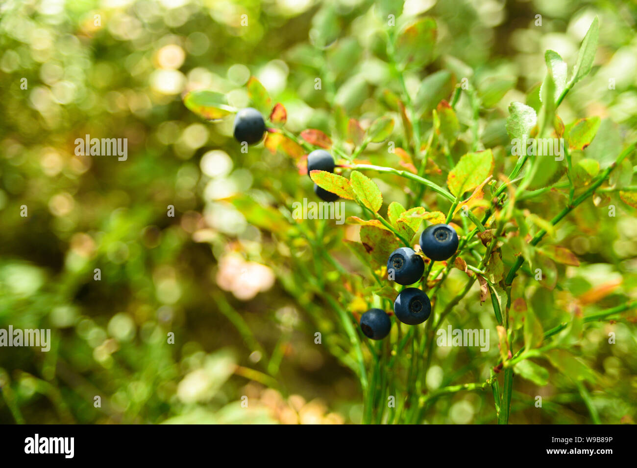 Wachsende blueberry auf einem Busch in einem estnischen Wald. Sommer Saison. Reine nördlichen Natur Stockfoto