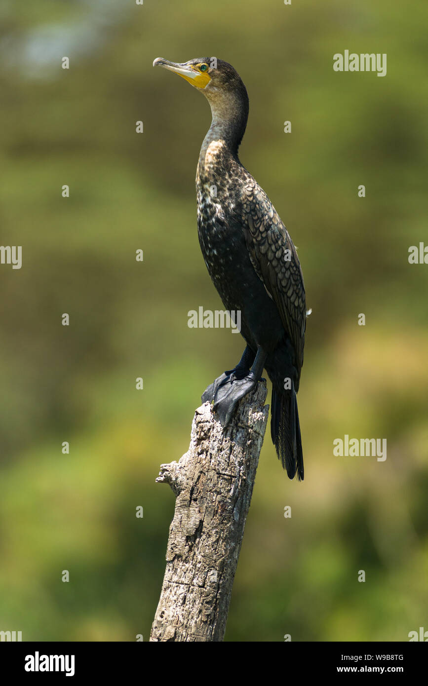 Eine White-breasted Kormorane (Phalacrocorax Lucidus) auf toter Baum am Lake Naivasha, Kenia gehockt Stockfoto