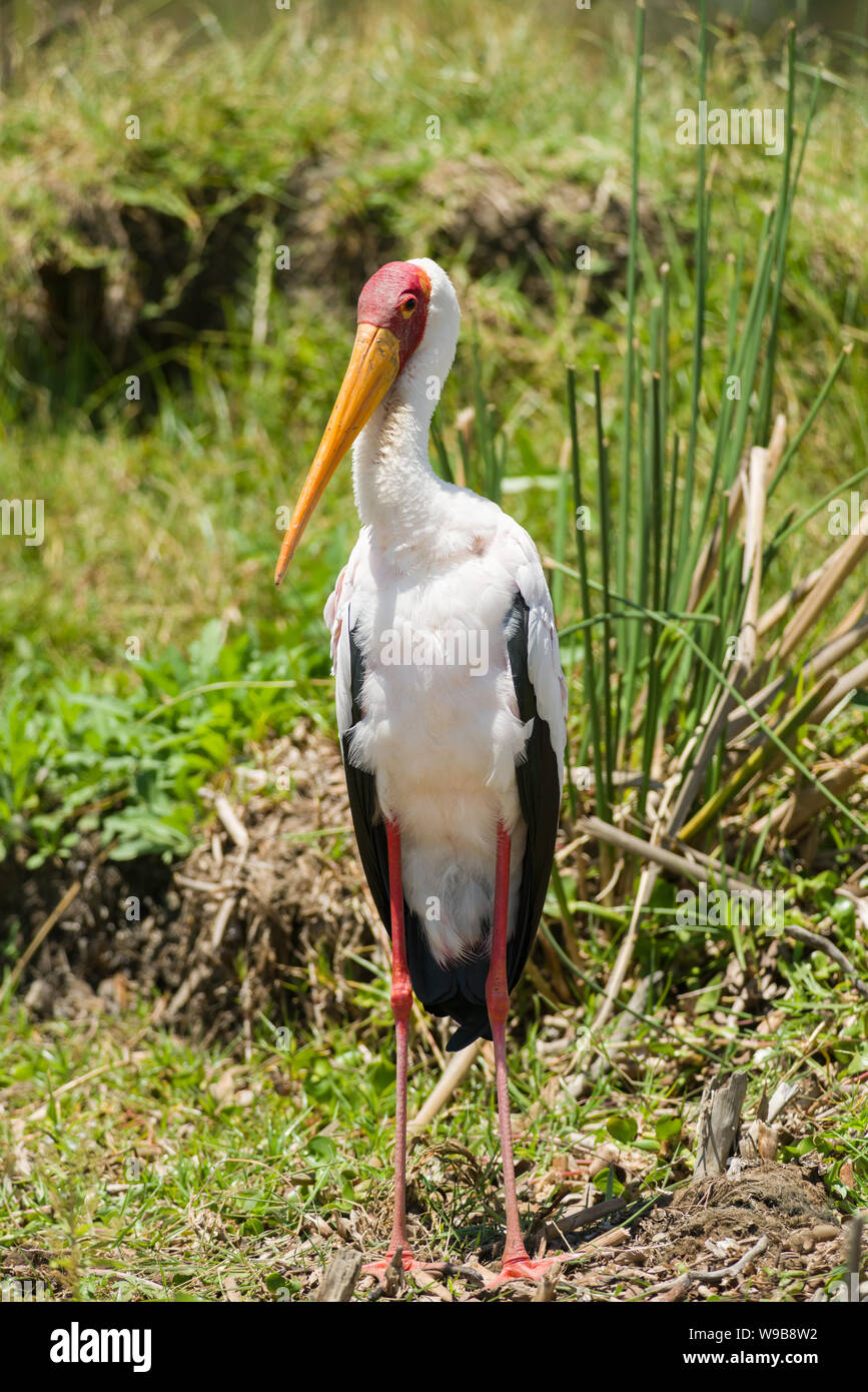 Yellow-billed Stork (mycteria Ibis), Lake Naivasha, Kenia Stockfoto