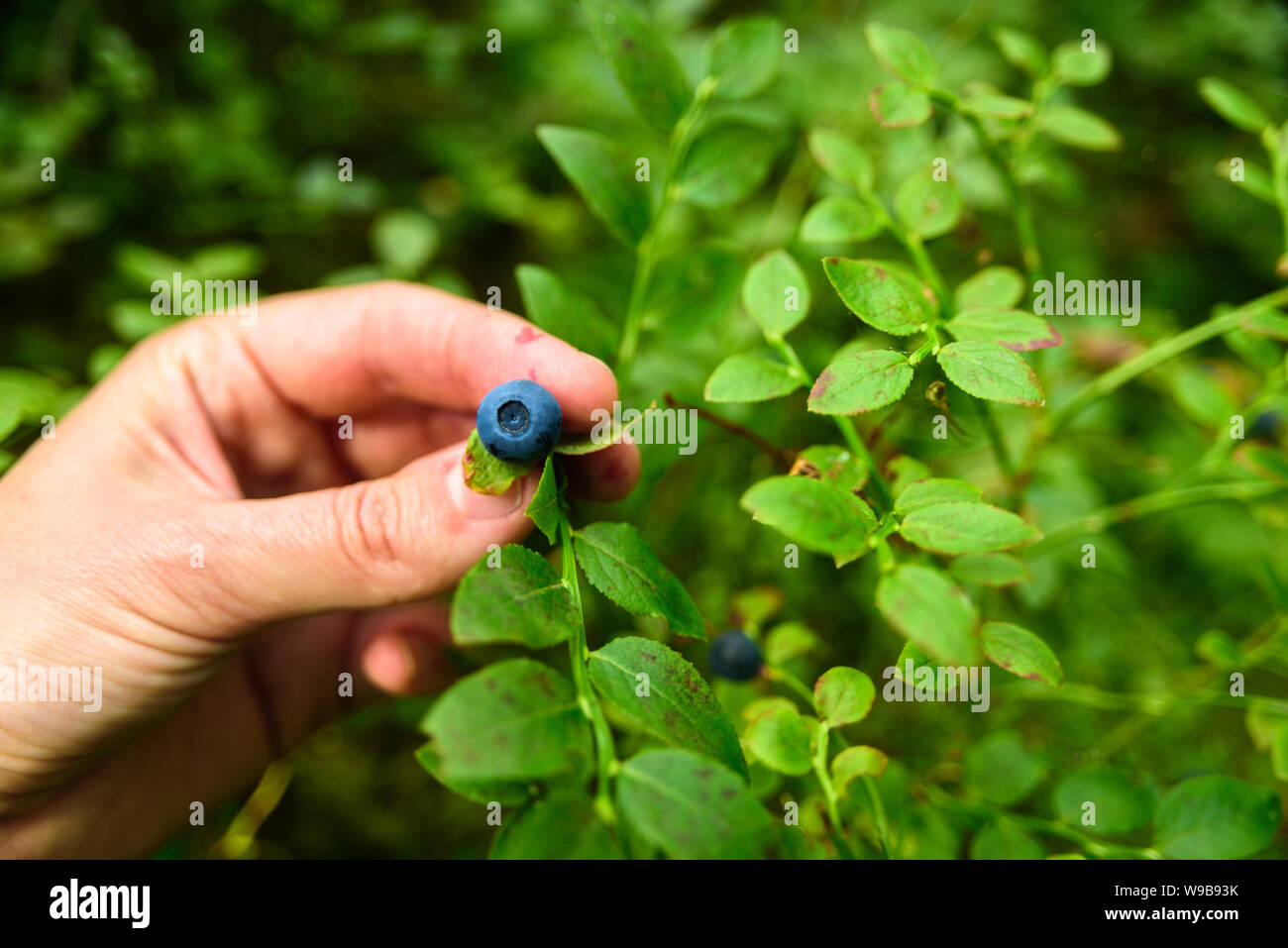 Frau Handpflückung wilden Blaubeeren von Bush im Estnischen Wald. Sommer Saison. Reine nördlichen Natur Stockfoto