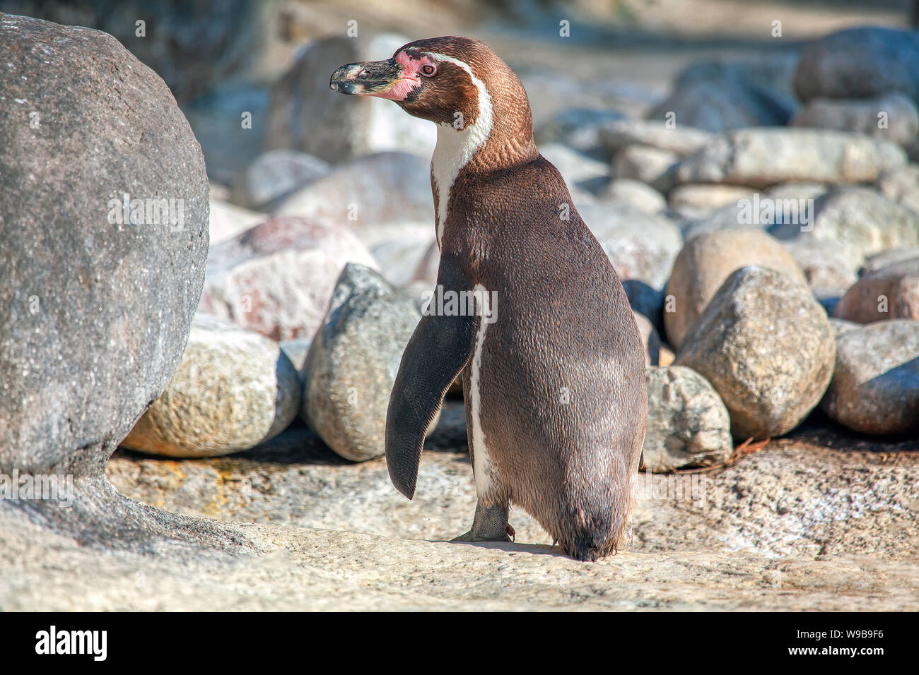 Pinguin de Humboldt National Reserve im Norden von Chile Stockfoto