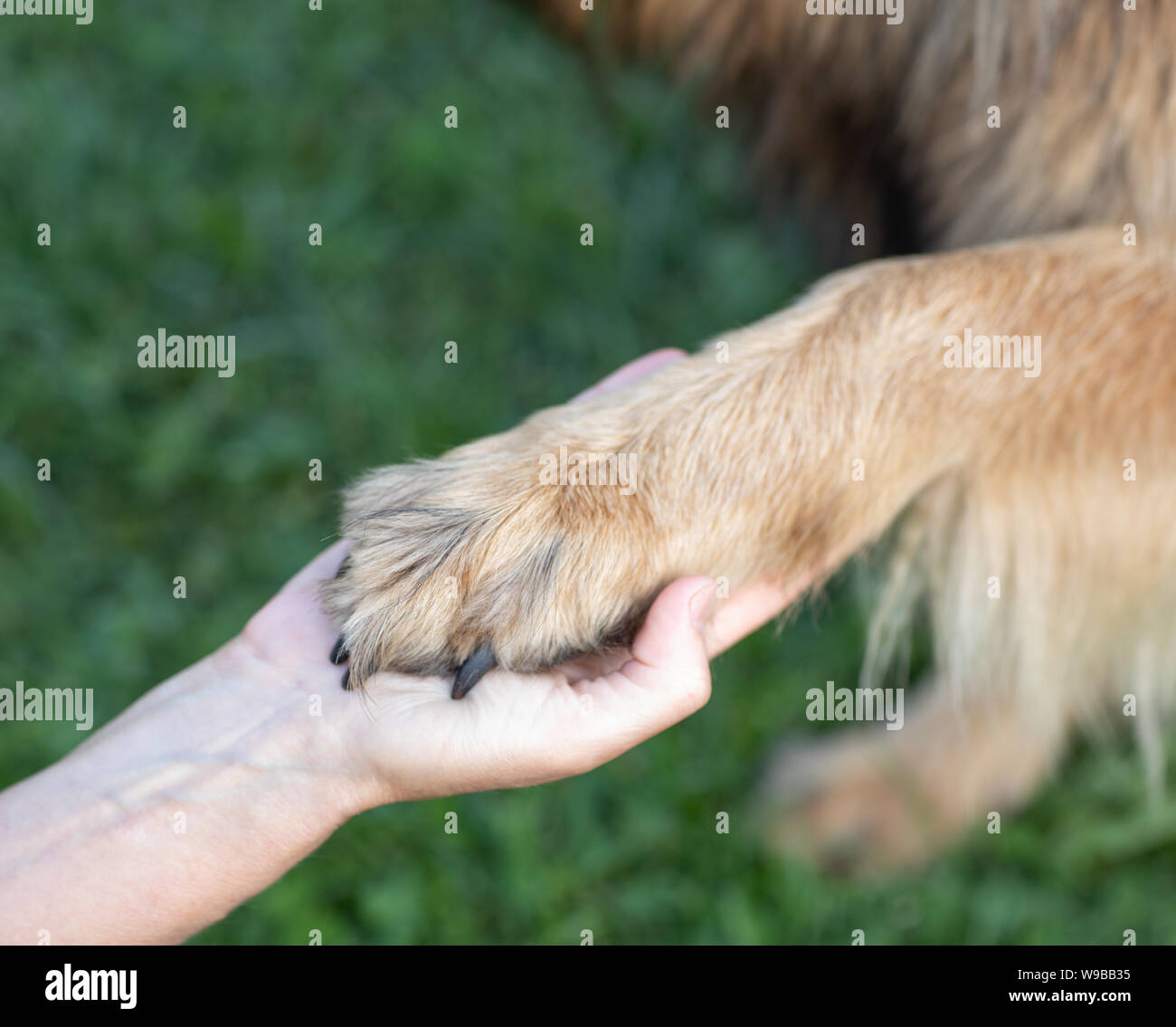 Handshake zwischen Mensch und Hund im Freien Stockfoto