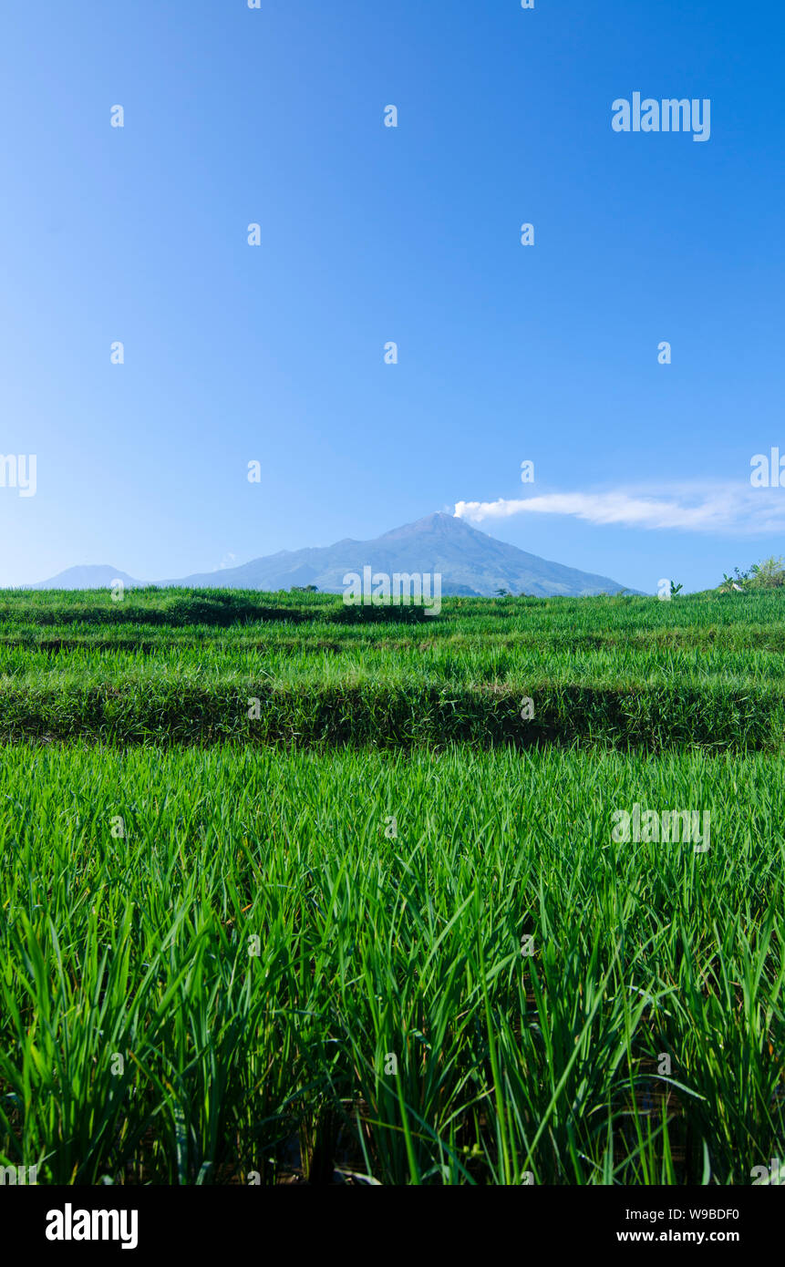 Ausbruch des Mount Arjuna/Arjuno-Welirang mit Reisfeldern epic anzeigen Stockfoto