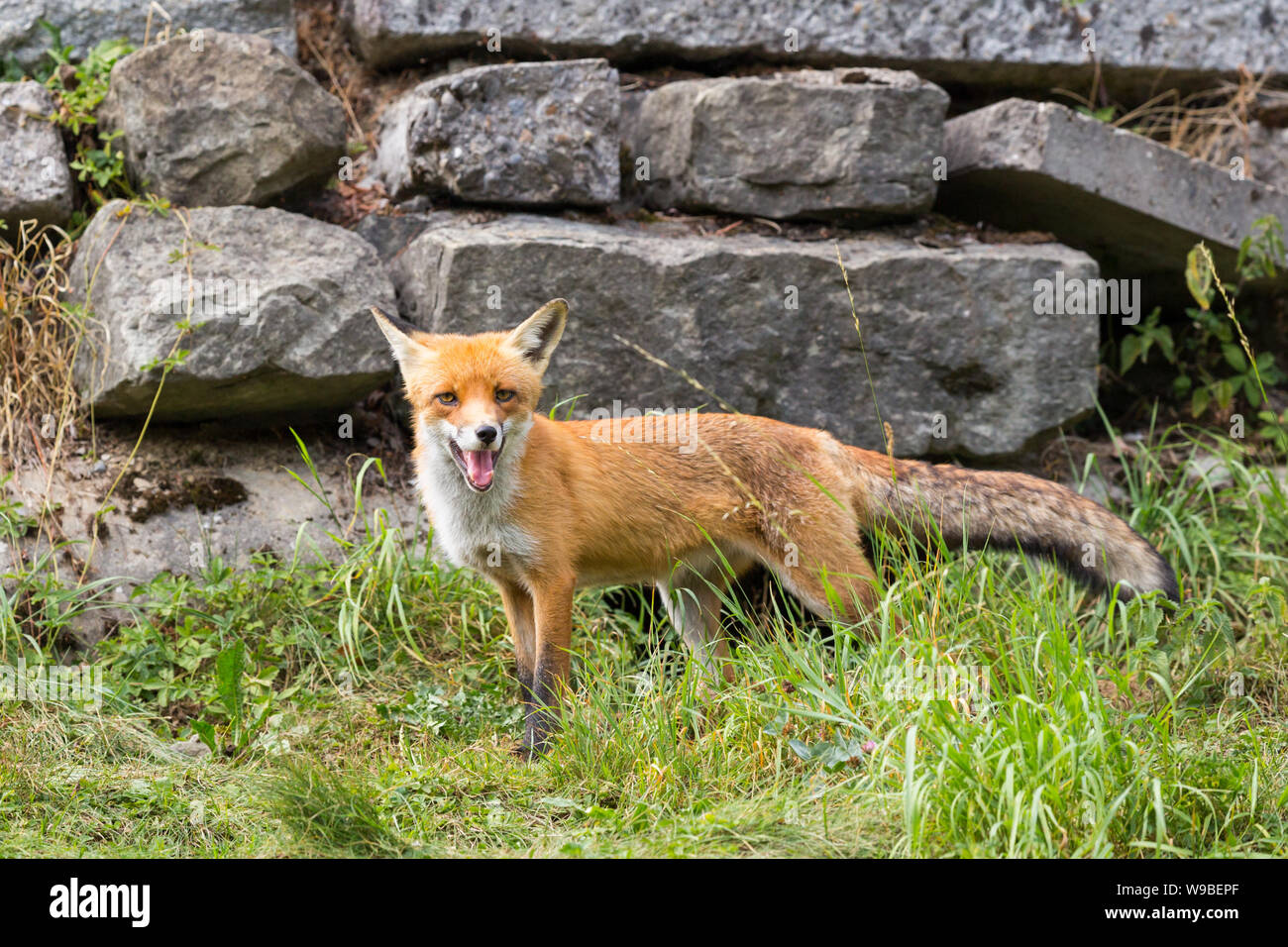 Red Fox (vulpes) stand vor der Wand der natürlichen großen Steinen Stockfoto