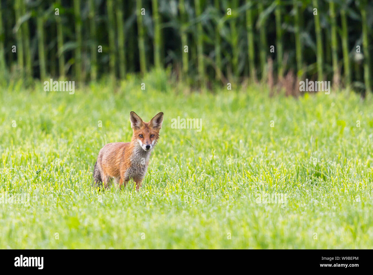 Eine natürliche Red Fox (vulpes) stand vor der cornfield Stockfoto