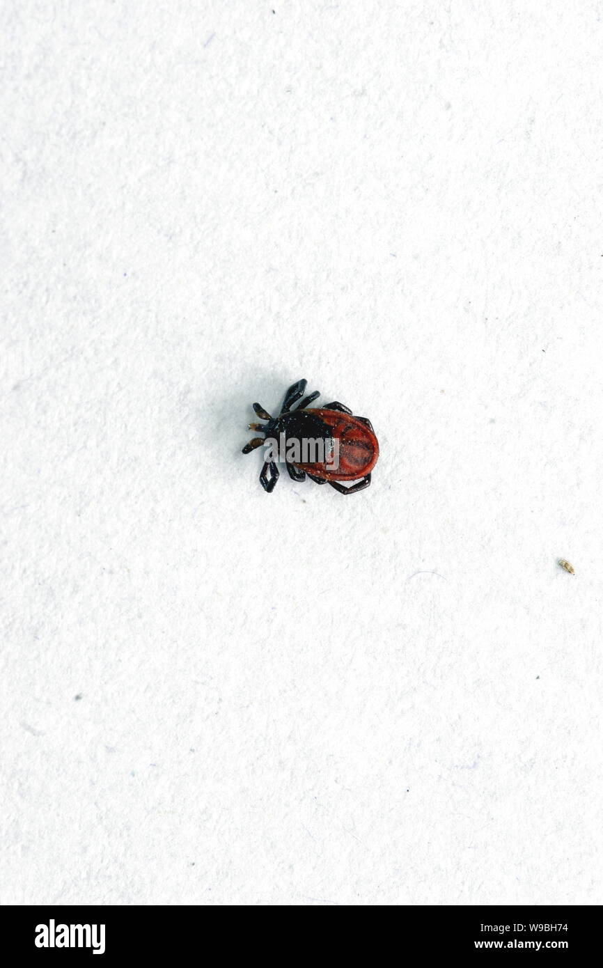 ---- Die Datei Foto, die am 19. Juni, 2008 in größerer Khingan Bereich Bergen von North China Autonome Region Innere Mongolei zeigt ein Ixodes scap Stockfoto