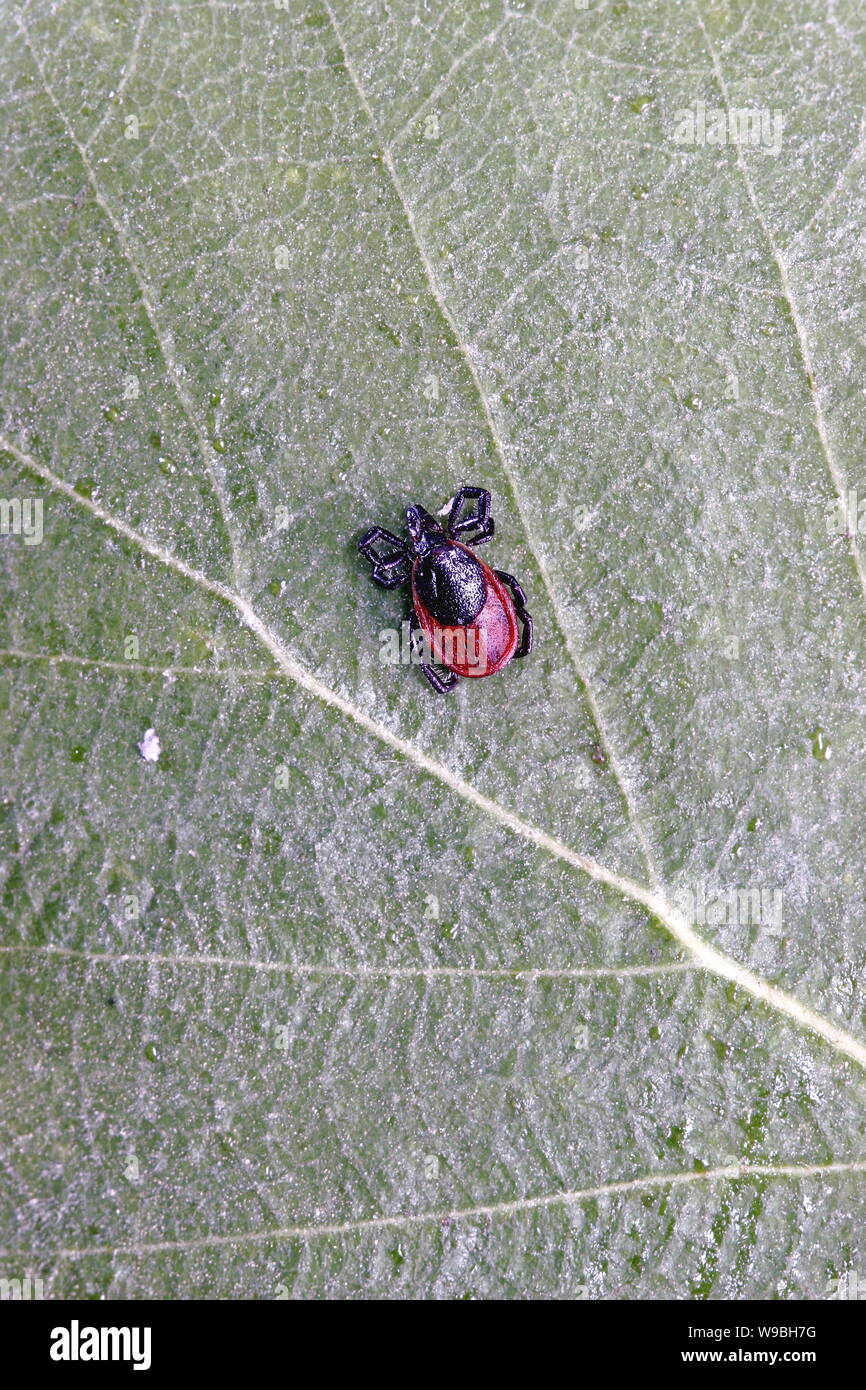---- Die Datei Foto, die am 19. Juni, 2008 in größerer Khingan Bereich Bergen von North China Autonome Region Innere Mongolei zeigt ein Ixodes scap Stockfoto
