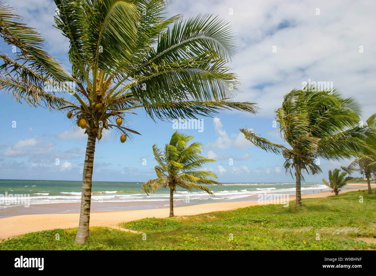 Tropischen Strand mit Kokospalmen im Bahia, Brasilien Stockfoto