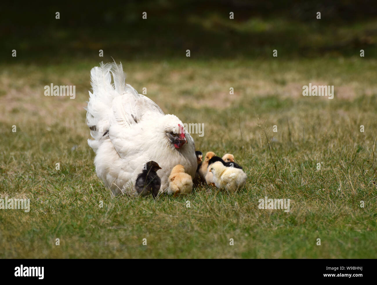 Weiße Henne mit niedlichen Neugeborenen Küken Stockfoto