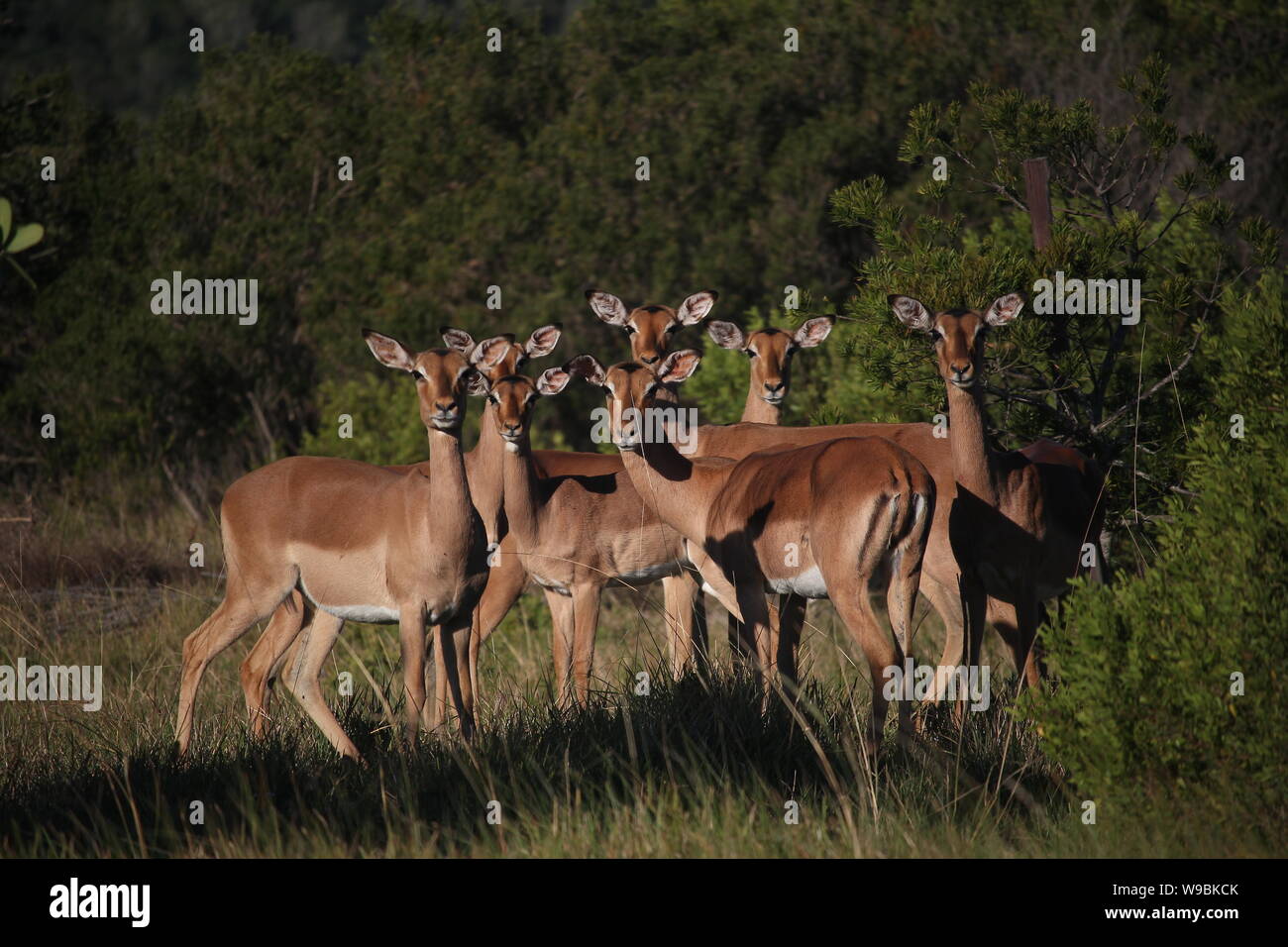 Weibliche Impalas am Buschfeld Bereich der Naturen, die Landung, Kenton-on-Sea, Eastern Cape, Südafrika Stockfoto