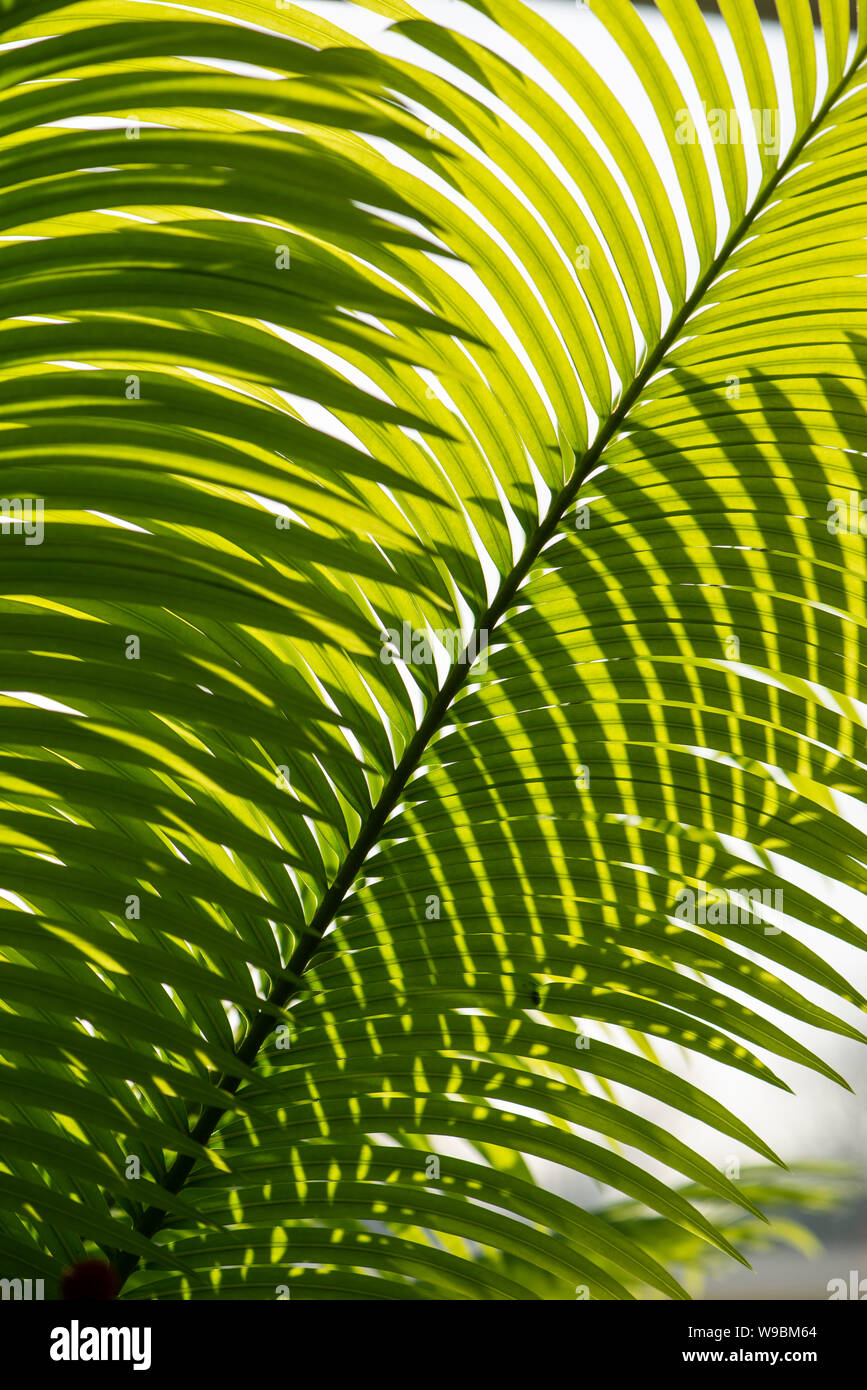 Cycas circinalis. Hintergrundbeleuchtung Wedel. Stockfoto