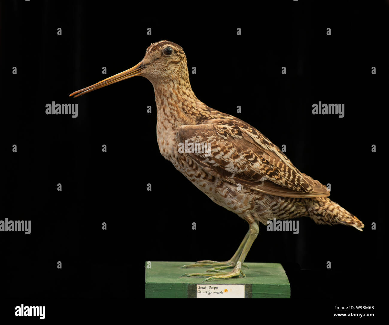 Super Snipe: Gallinago media. 100 Jahre alte Museum Muster. Stockfoto