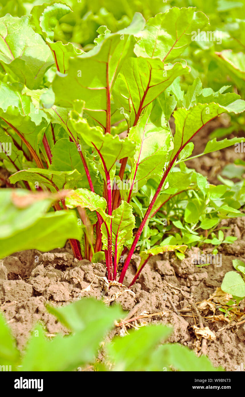 Rüben wachsen im Garten im Sommer. Frühling Garten in der Morgensonne. Stockfoto
