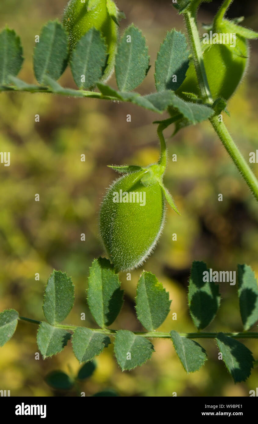 Linsen Pflanze wächst. Lens culinaris Stockfotografie - Alamy