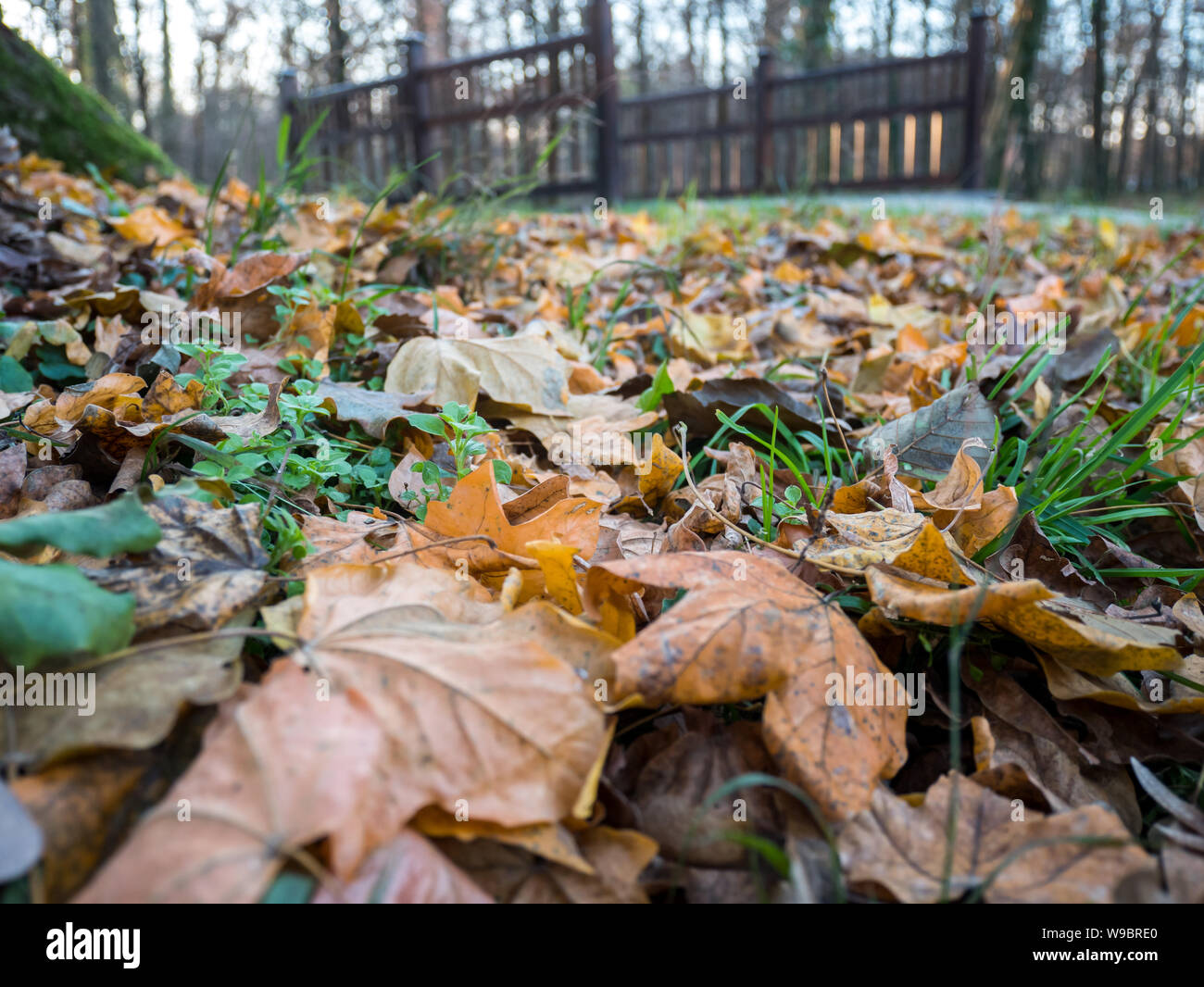 Bunte Blätter auf dem Boden im Wald im Herbst Stockfoto