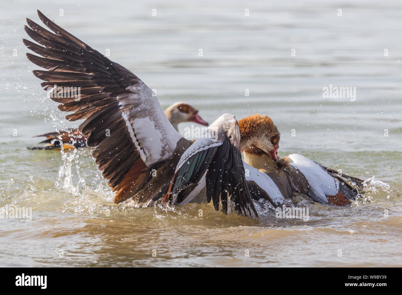 Natürlichen ägyptischen Nil Gänse (alopochen Aegyptiaca) kämpfen im Wasser Stockfoto
