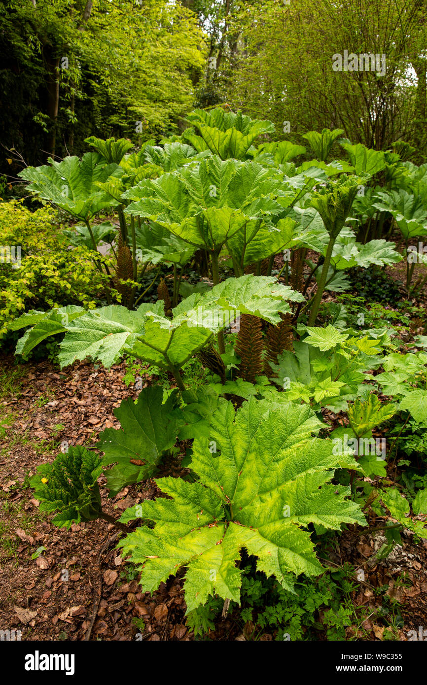 Irland Leinster, Nordrhein-Westfalen, Co Dublin, Malahide Castle Demesne, riesigen Blättern der Gunnera manicata Anlage Stockfoto