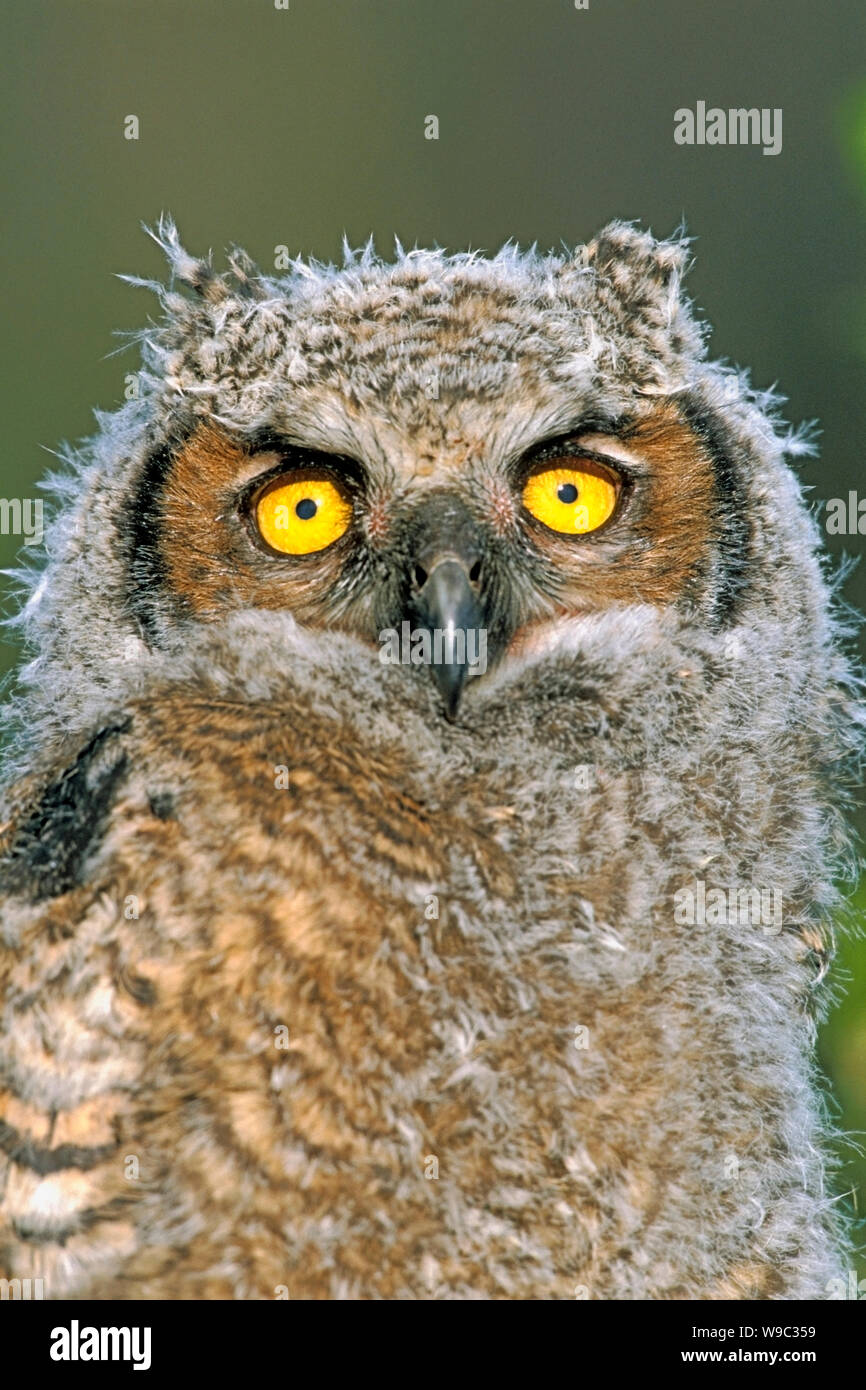 Große Horneule (Bubo virginianus), ein paar Wochen alter Eulchen, Porträt Stockfoto