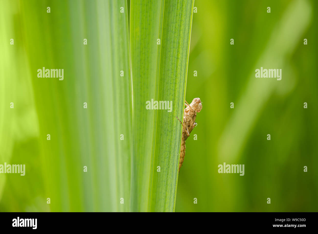 Dragonfly exuvia auf eine Iris leaf in einem Garten Teich in Wales. Stockfoto