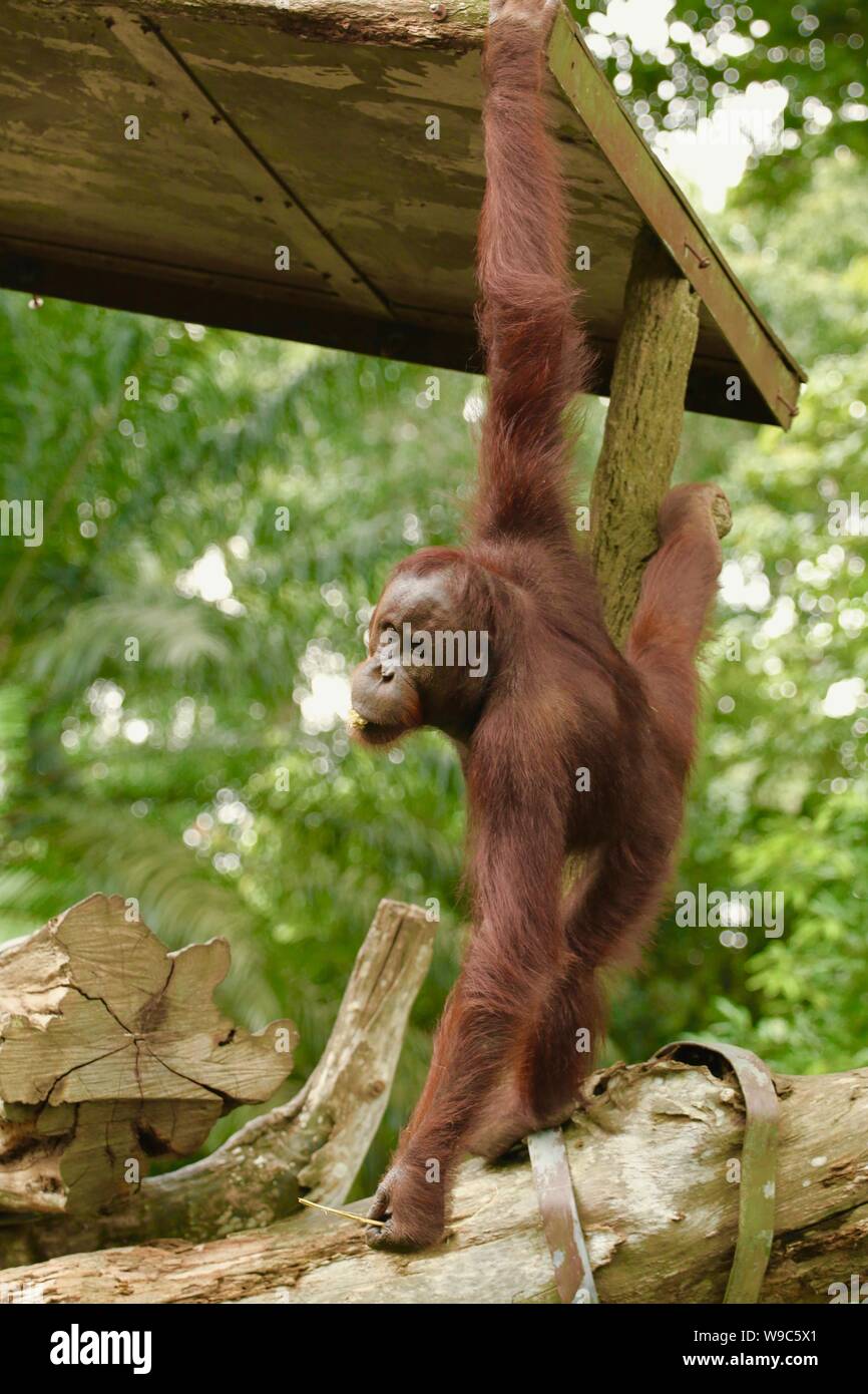 Organutans tun eine vollständige Split in natürlicher Umgebung Stockfoto