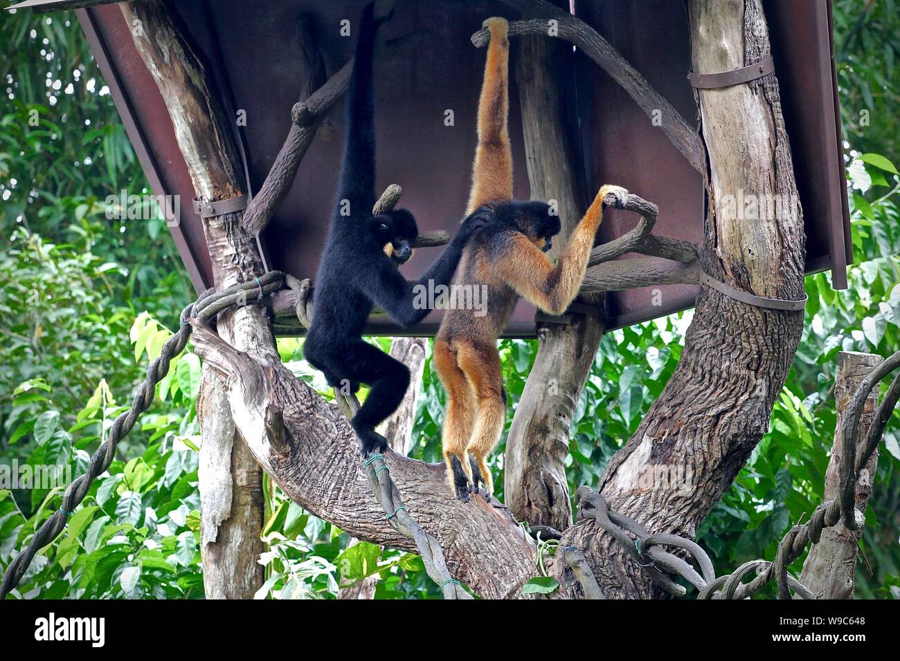 Gibbons hängen und trösten sich gegenseitig in den Bäumen Stockfoto