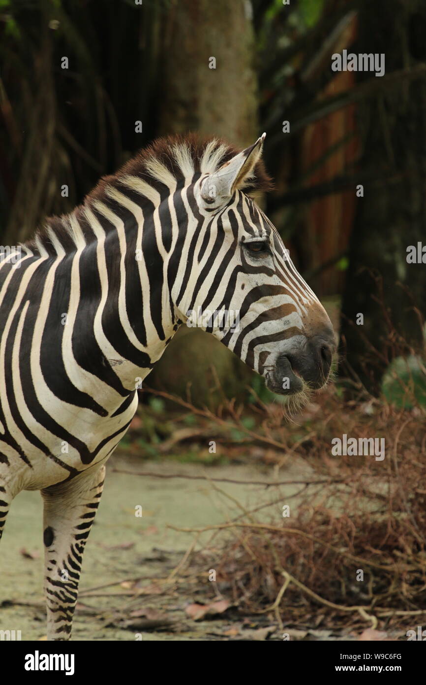 Single einsam allein Zebra Stockfoto