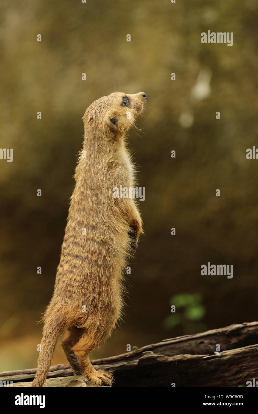 Erdmännchen hoffnungsvoll in die Zukunft der Erhaltung Stockfoto
