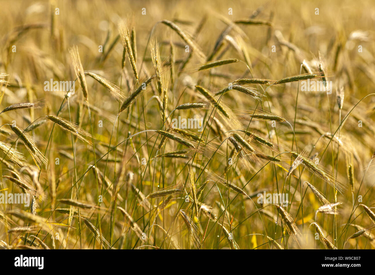 Ähren in der Hintergrundbeleuchtung Stockfoto