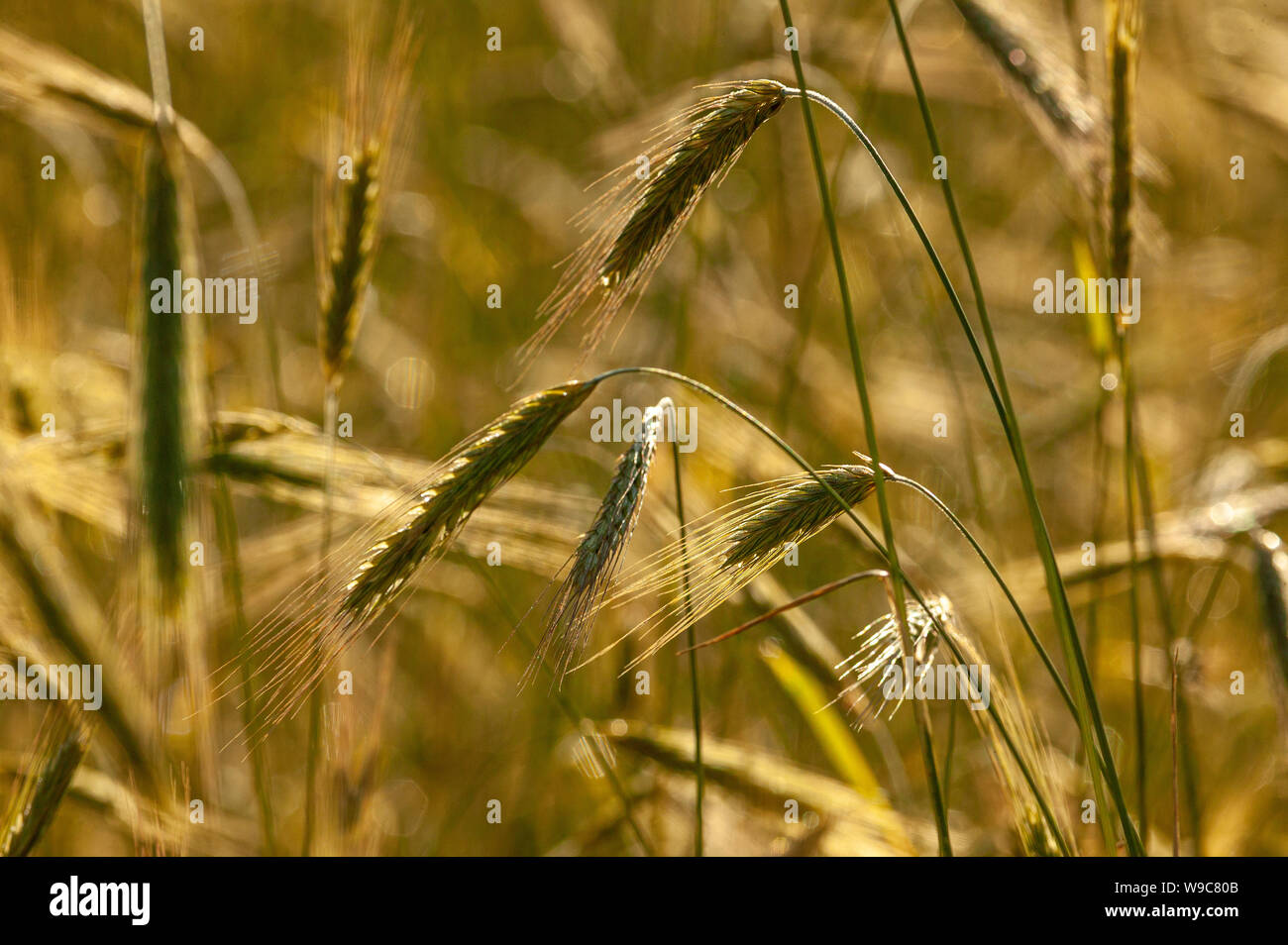 Weizenohren gegen das Licht, bereit für die Sommerernte. Abruzzen, Italien, Europa Stockfoto