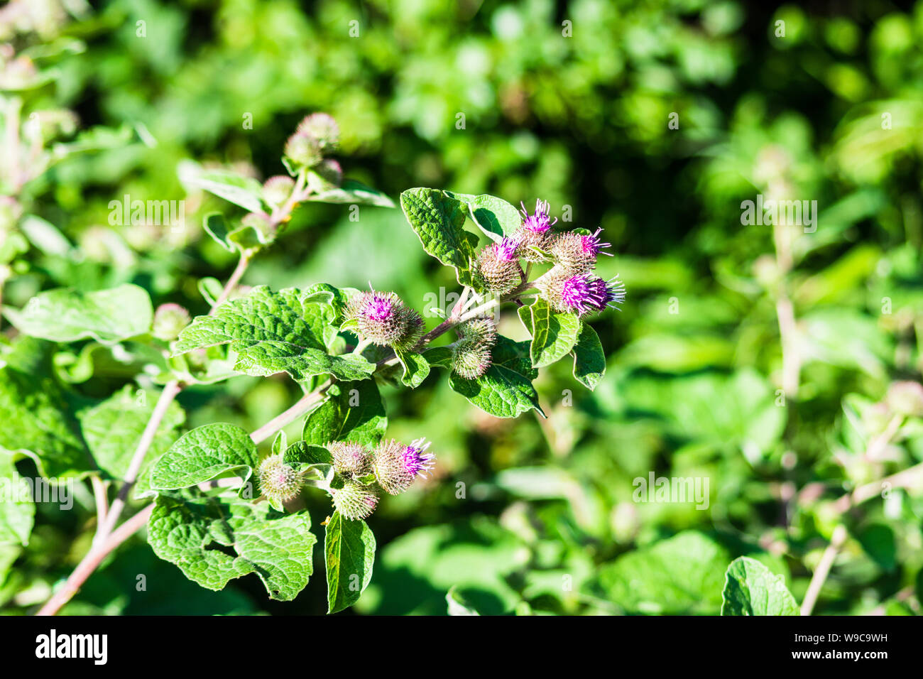 Die lila spikey Große Klette (Arctium Lappa) Blumen gegen eine verschwommene grüne Hecke Hintergrund Stockfoto