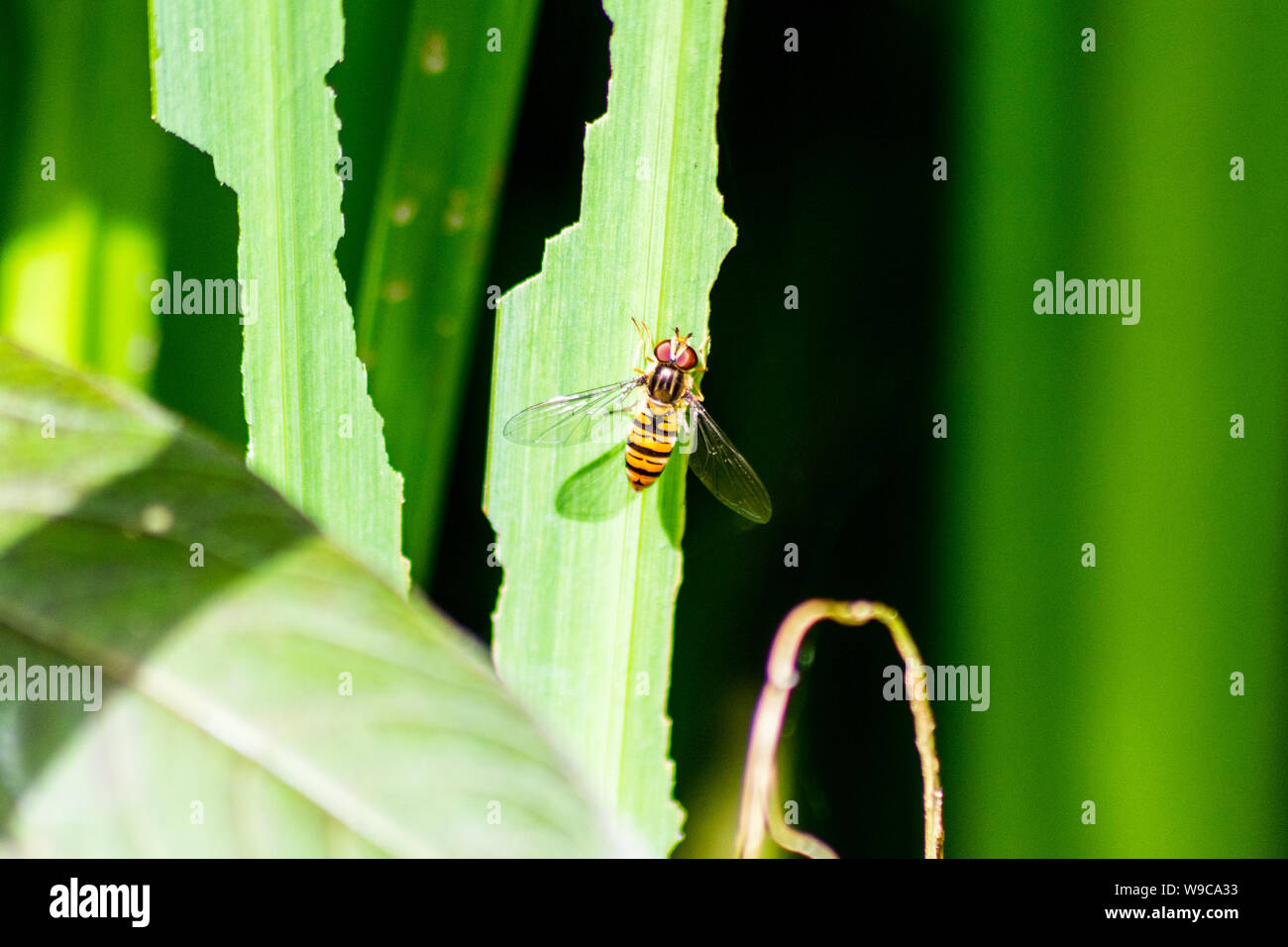 Marmalade hoverfly (Episyrphus balteatus) auf ein Blatt eines gelbe Iris Werk zuvor von Iris sawfly Larven beschädigt gehockt Stockfoto