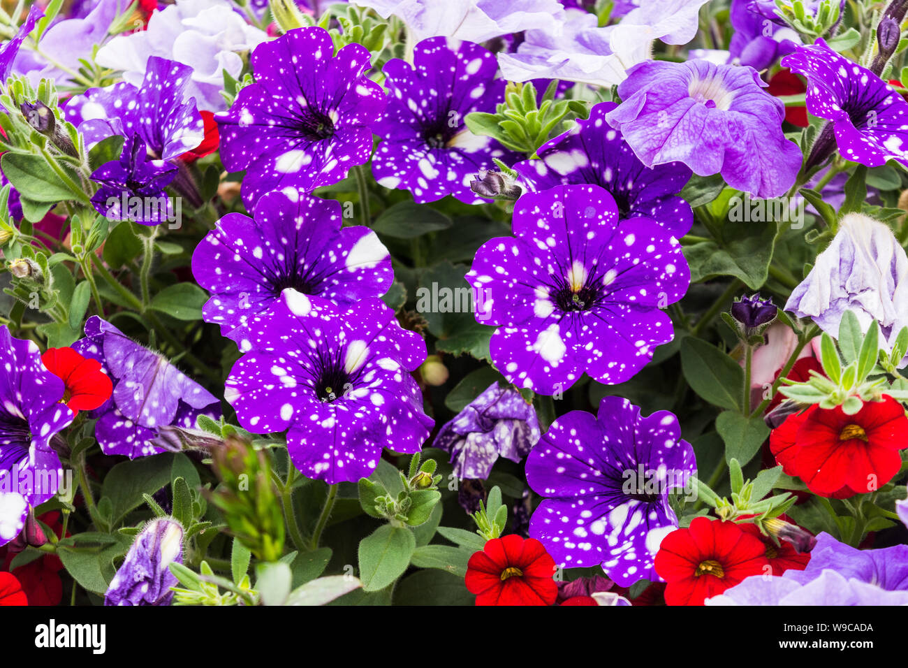 Eine Gruppe von Nachthimmel petunien von eine gemischte Darstellung in einer Straße Blumenkübel mit zufälliger weiße Punkte auf lila/blau hintergrund Stockfoto