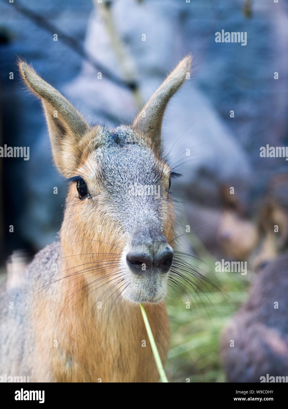 Kaninchen mit langen Ohren sieht vorsichtig aus, Foto eines Hasen auf blauem Hintergrund, Porträt eines osterharens Stockfoto