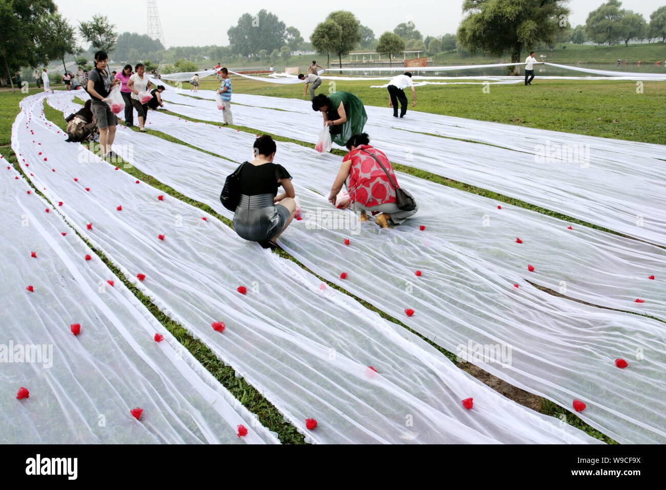 Angehörige und Freunde von ein paar Chinesischen Jungvermählten schmücken den Schwanz der Bräute 2.162 Meter langen Brautkleid mit silk Rosen vor einem Mi Stockfoto