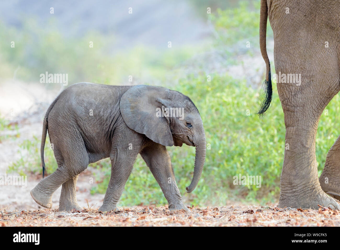 Afrikanischer Elefant (Loxodonta africana), Wüste - angepasst Elefant Kalb, Wandern hinter Mutter im trockenen Flussbett, Hoanib Wüste, Kaokoveld, Namibia. Stockfoto