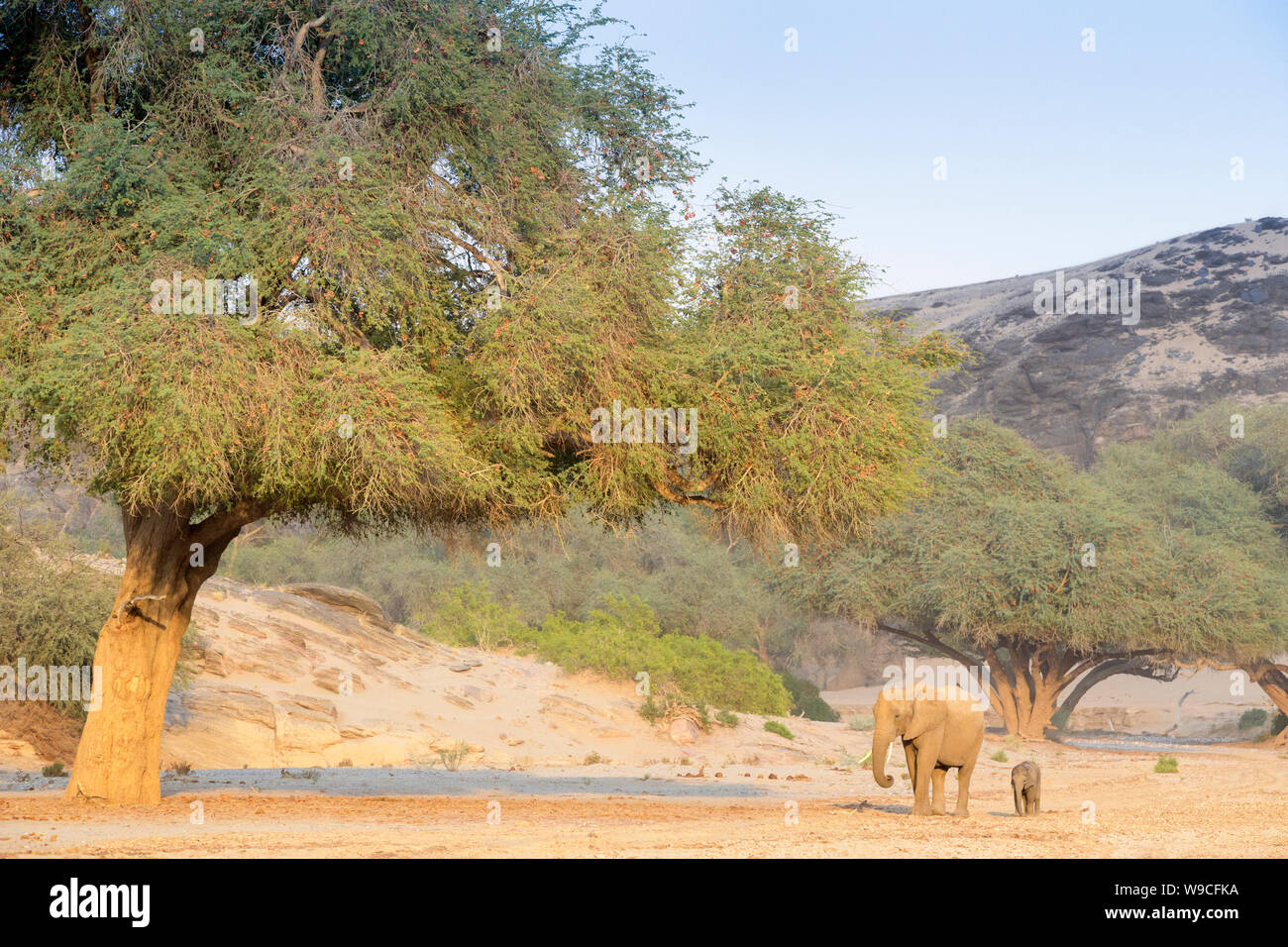 Afrikanischer Elefant (Loxodonta africana), Wüste - angepasst auf die Elefanten Mutter mit Kalb, Wandern im trockenen Flussbett, Hoanib Wüste, Kaokoveld, Namibia. Stockfoto