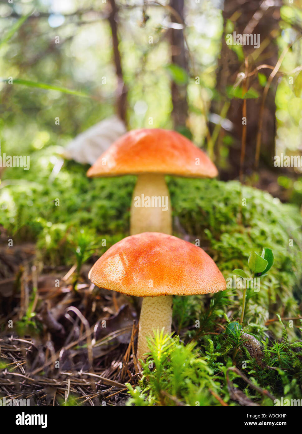 Zwei große Aspen Pilze im Wald im Herbst. Wald Pilze sammeln. Red-capped scaber Stiel. Genießbare boletes. Einen großen schönen Pilz mit Stockfoto