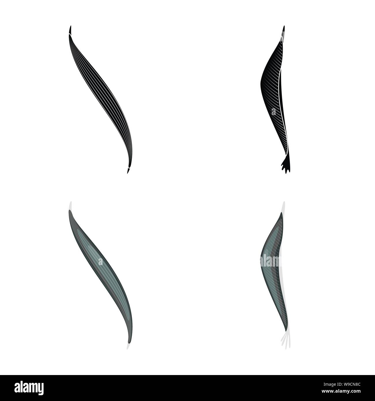 Vector Illustration der Faser und muskulös Symbol. Satz von Faser- und Körper vektor Illustration. Stock Vektor