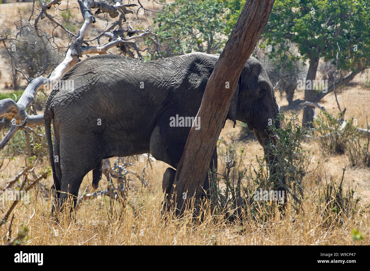 Elefant schrubben seine Schulter und Bein auf einem Baum Stockfoto