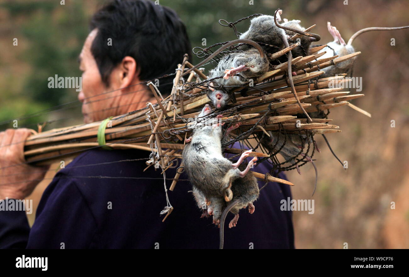 Ein chinesischer Bauer von Dong ethnischen Minderheit schultern Bündel von Mäusen, die er mit traditionellen Ratte gejagt - Jagd Bögen in Dudong Dorf, Sanjiang Dong Stockfoto