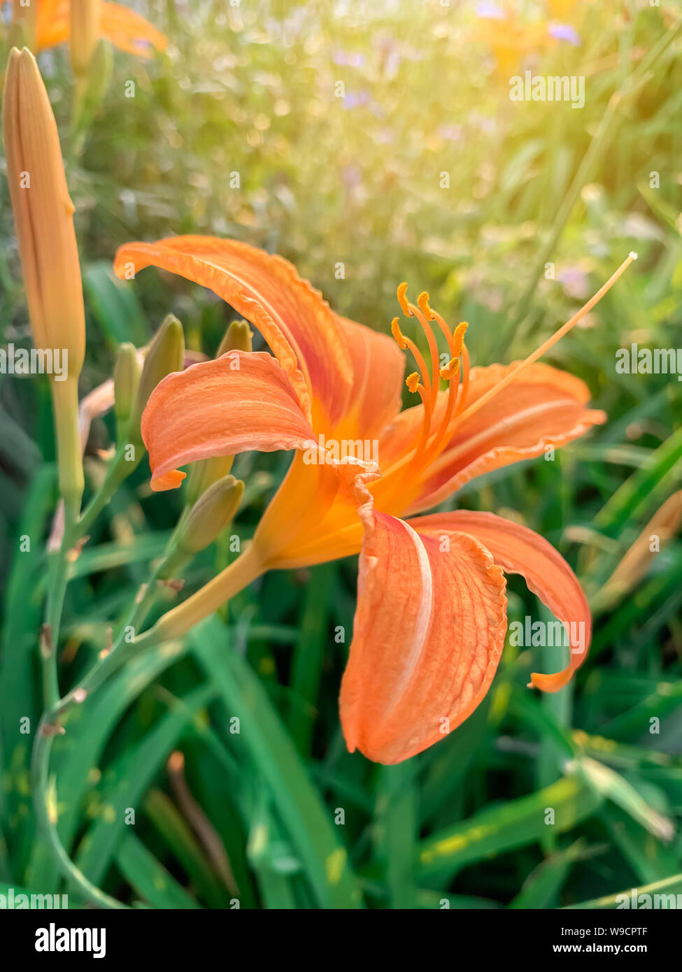 Orange Lily an einem sonnigen Tag. Natürliche Tapete. Schöne Blumen Stockfoto