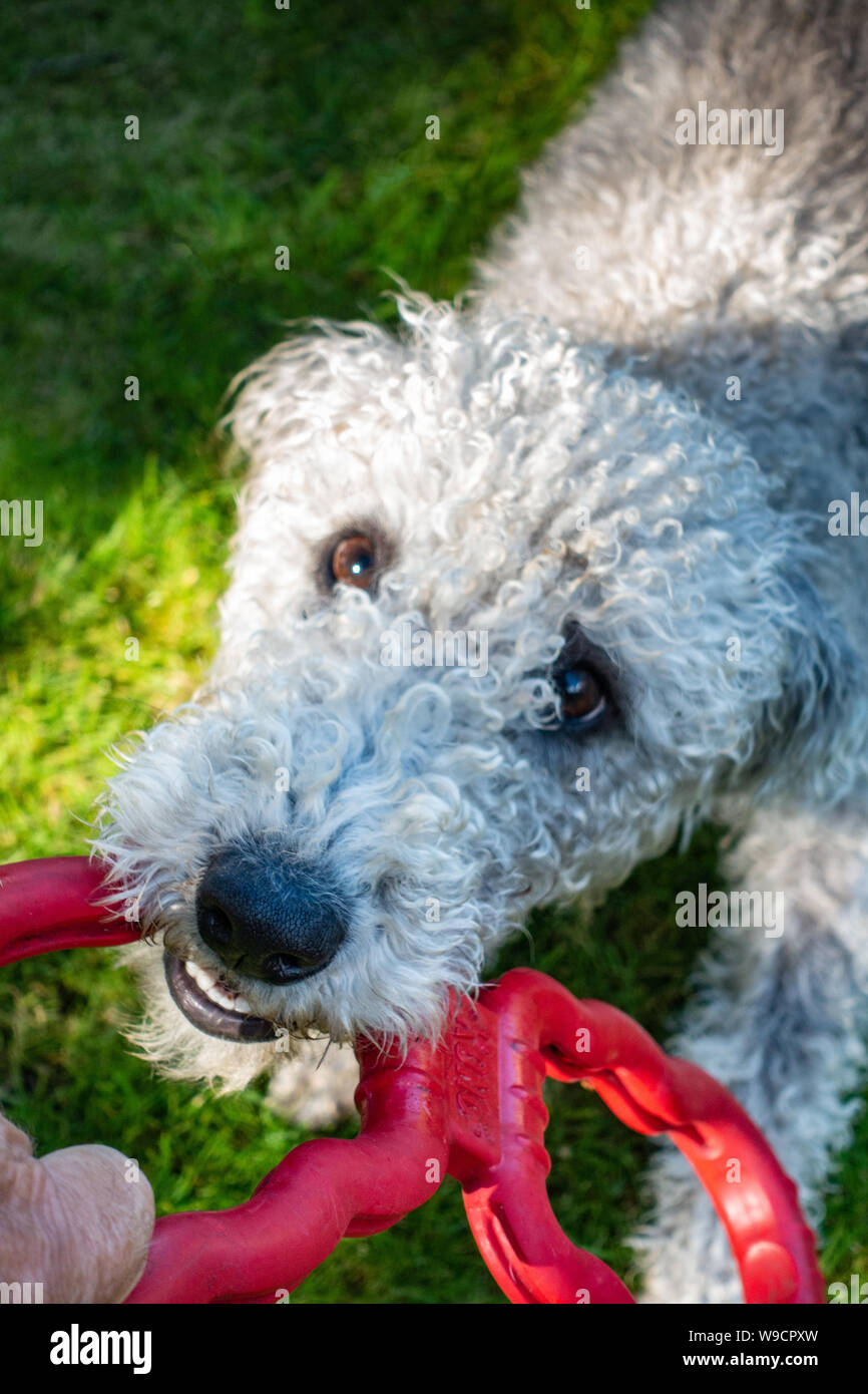 Die Hand des alten Mannes spielen Tauziehen mit einem jungen Bedlington Terrier Hund Stockfoto