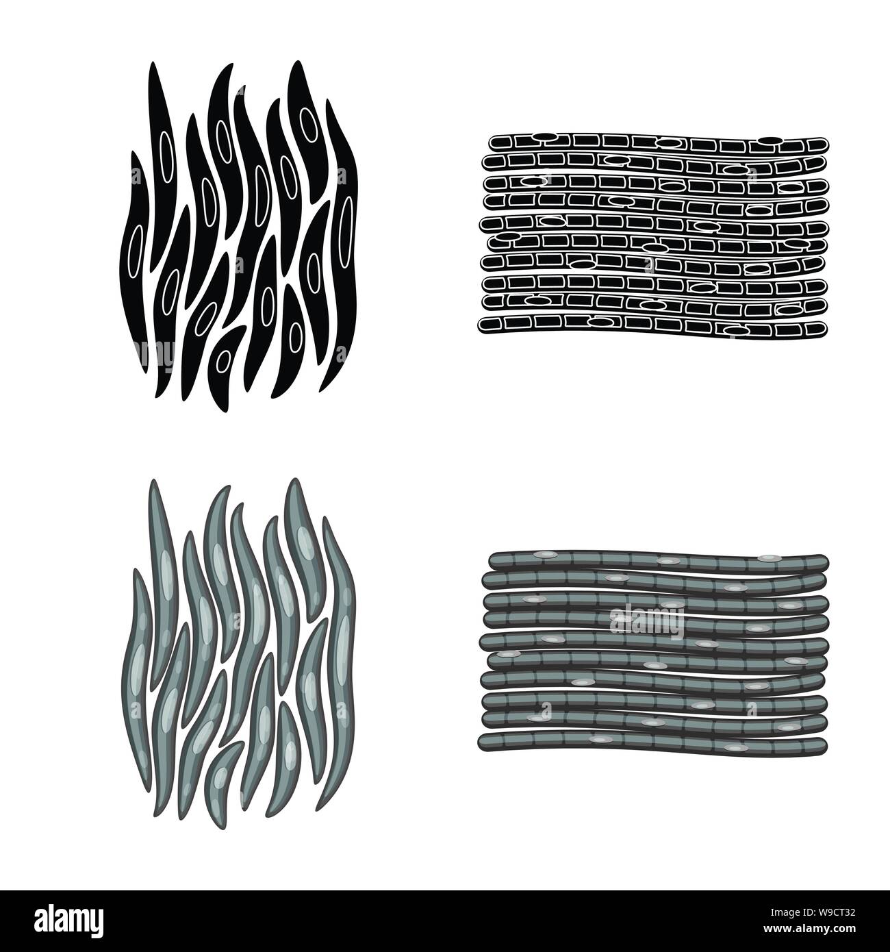 Vektor Design der Faser und muskulös. Satz von Faser- und Körper vektor Symbol für das Lager. Stock Vektor