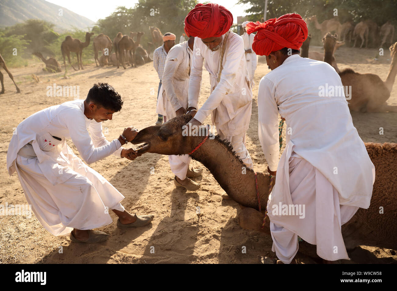 Rabari Kamel herder am Pushkar Camel Fair, Rajasthan. Die Messe ist die größte Camel fair in Indien. Stockfoto