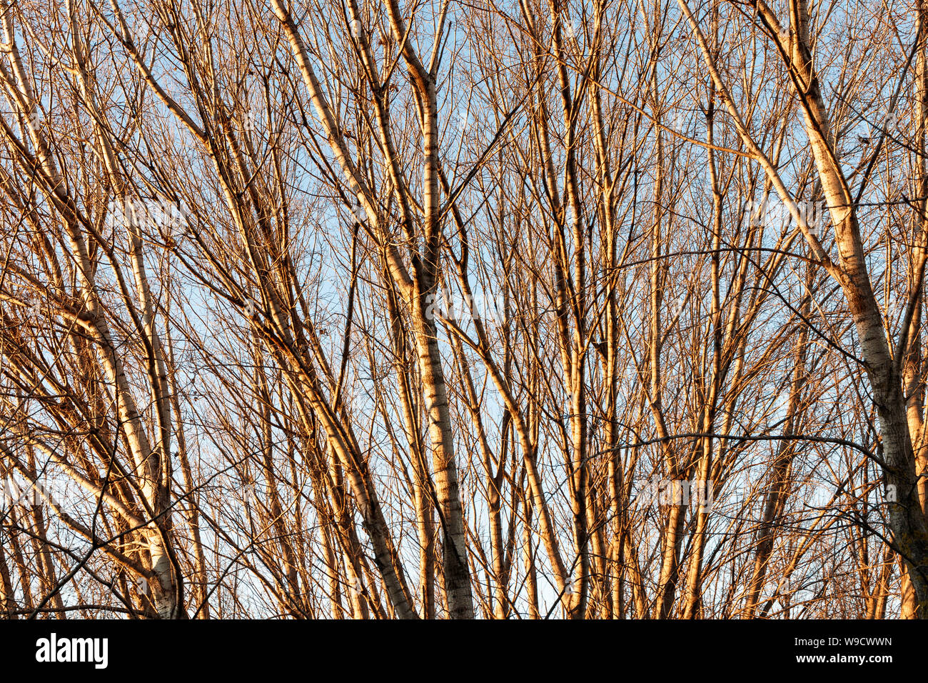 Bäume in den See Stockfoto