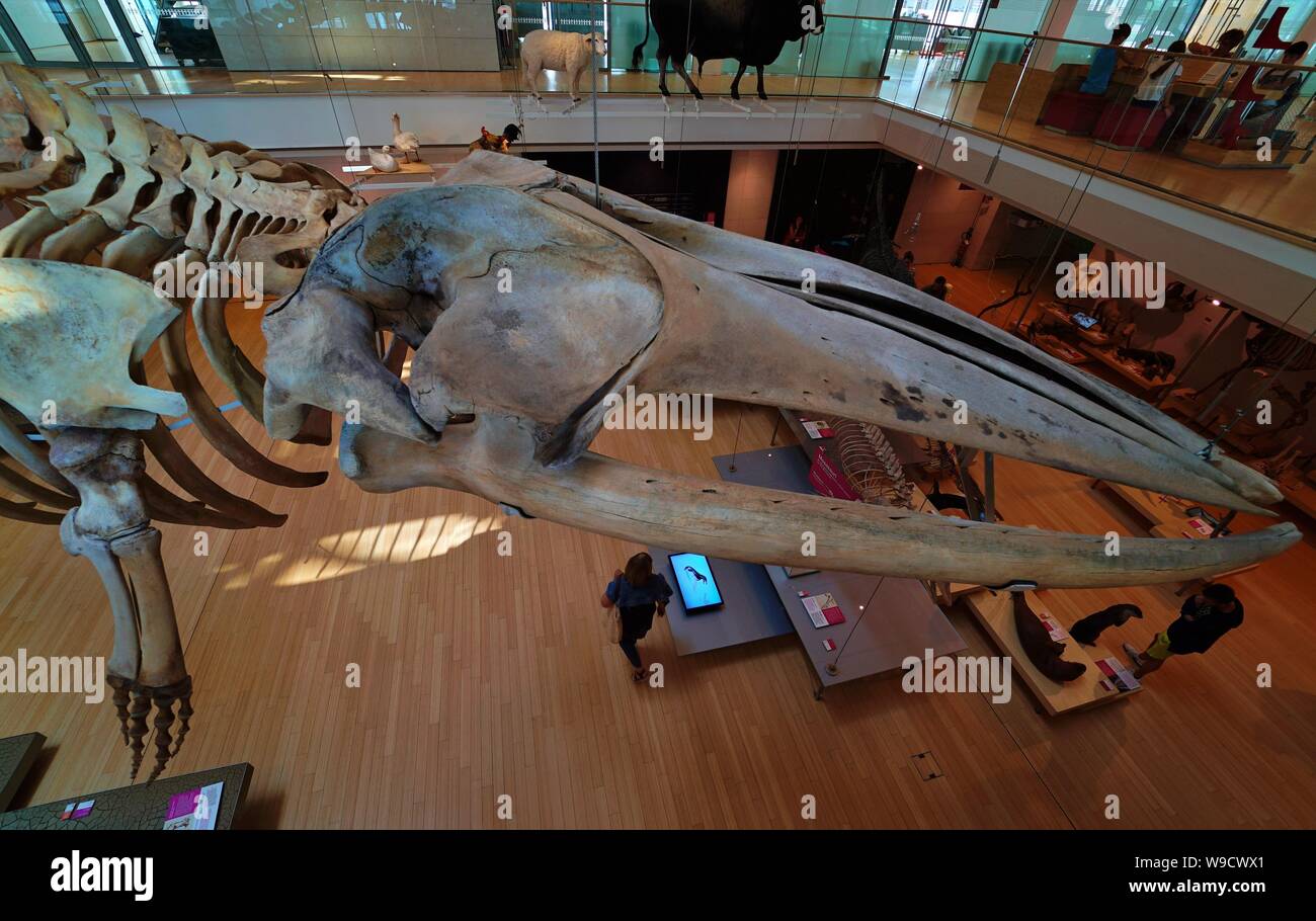 Trento - Italien - Ausstellung der Dinosaurierskelette und prähistorischen Tieren innerhalb der Muse, das Museum der Wissenschaft von Trient Stockfoto