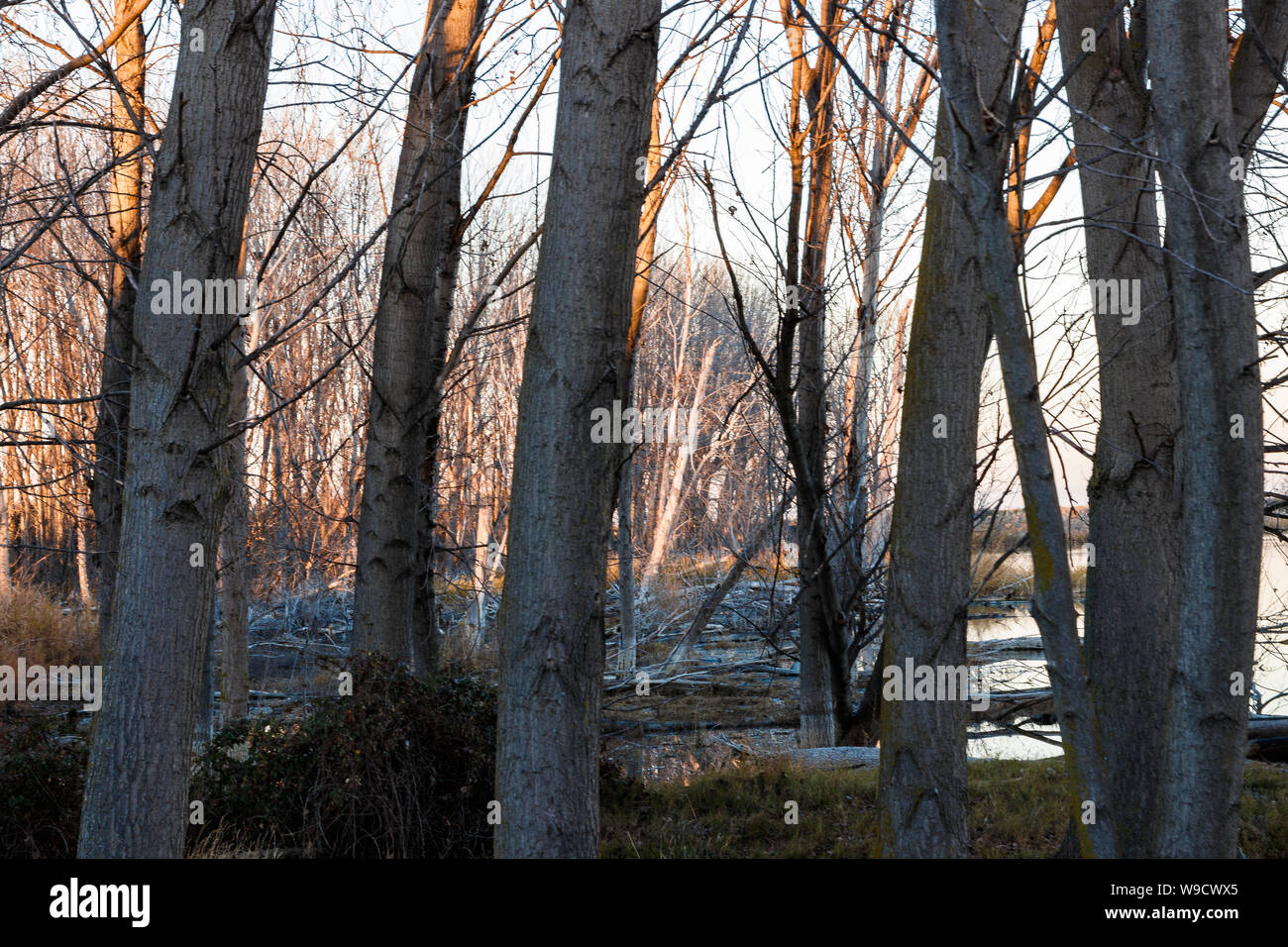 Bäume in den See Stockfoto