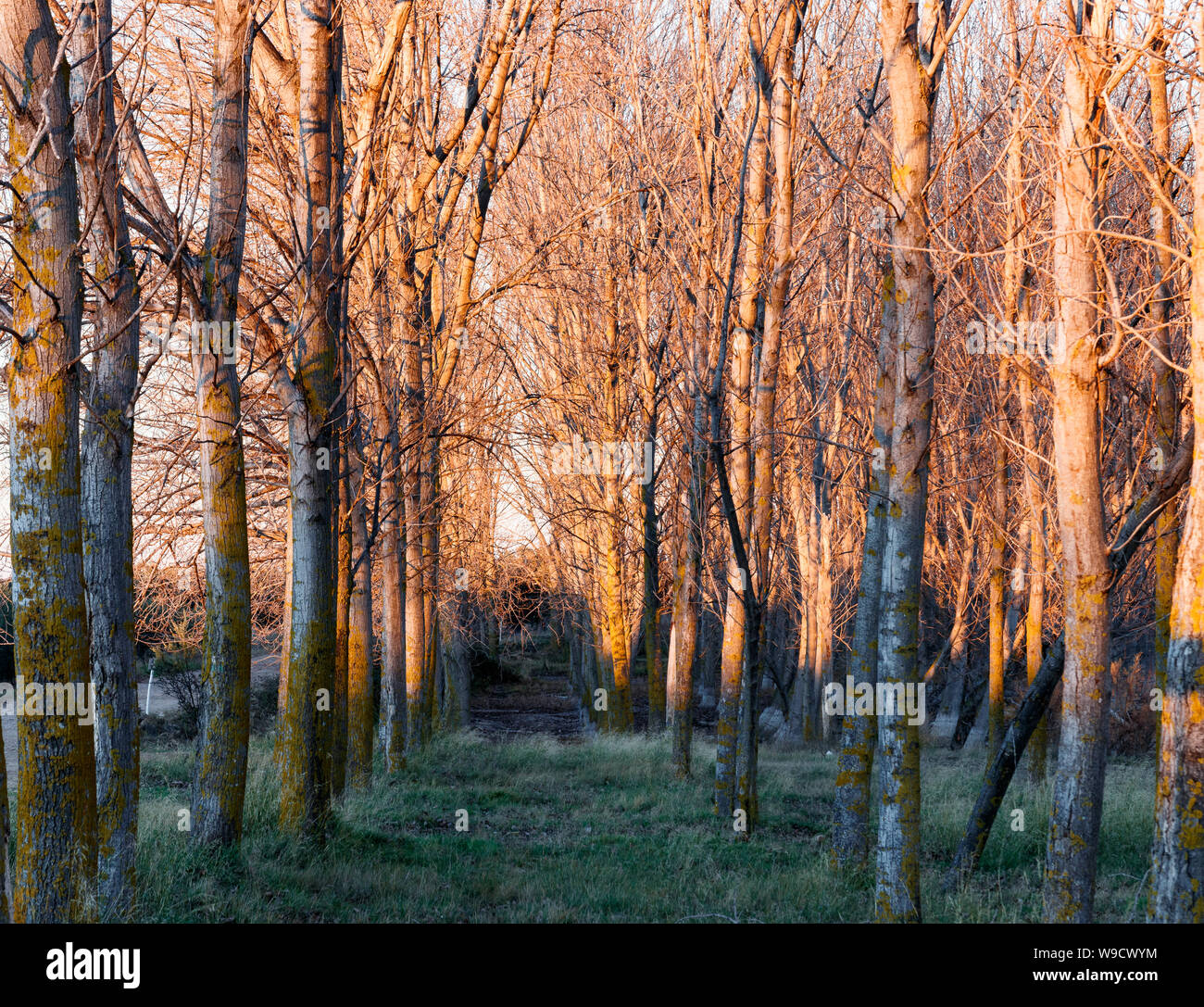 Bäume in den See Stockfoto
