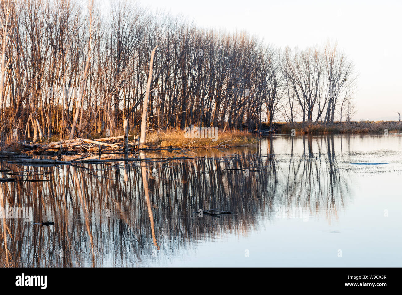 Bäume in den See Stockfoto