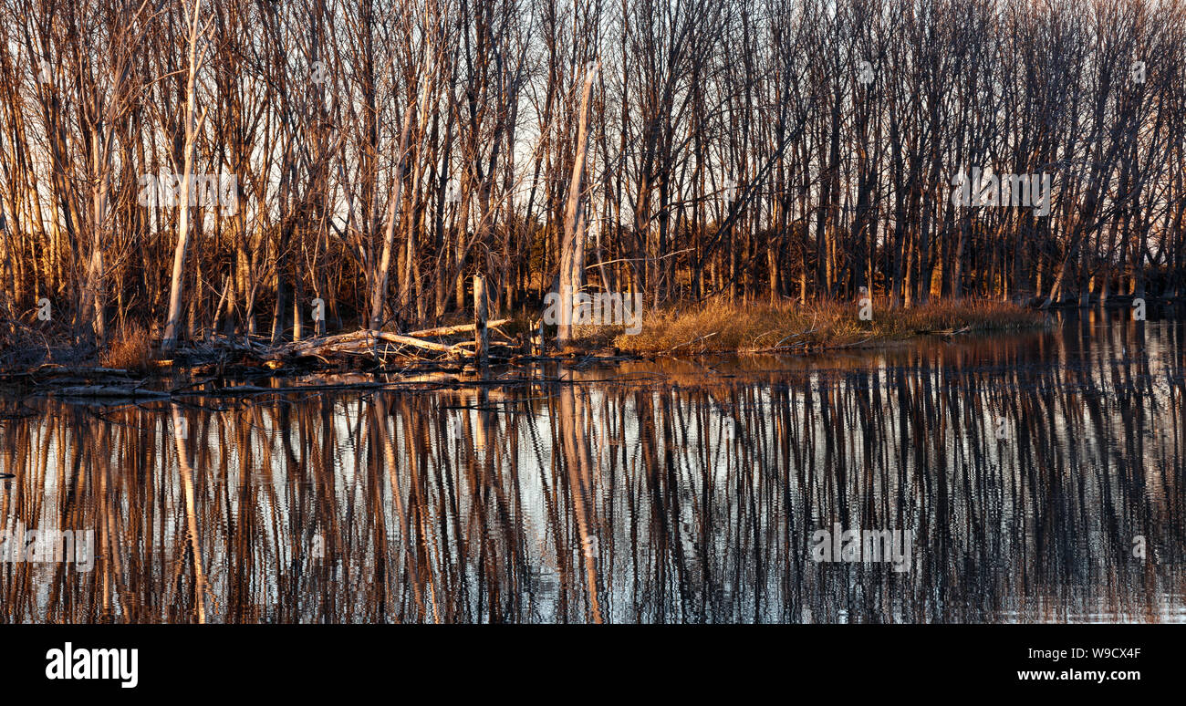 Bäume in den See Stockfoto
